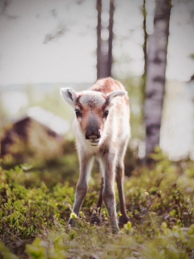 Vila Beautiful Rural Experience With Reindeer Tervola Exteriér fotografie