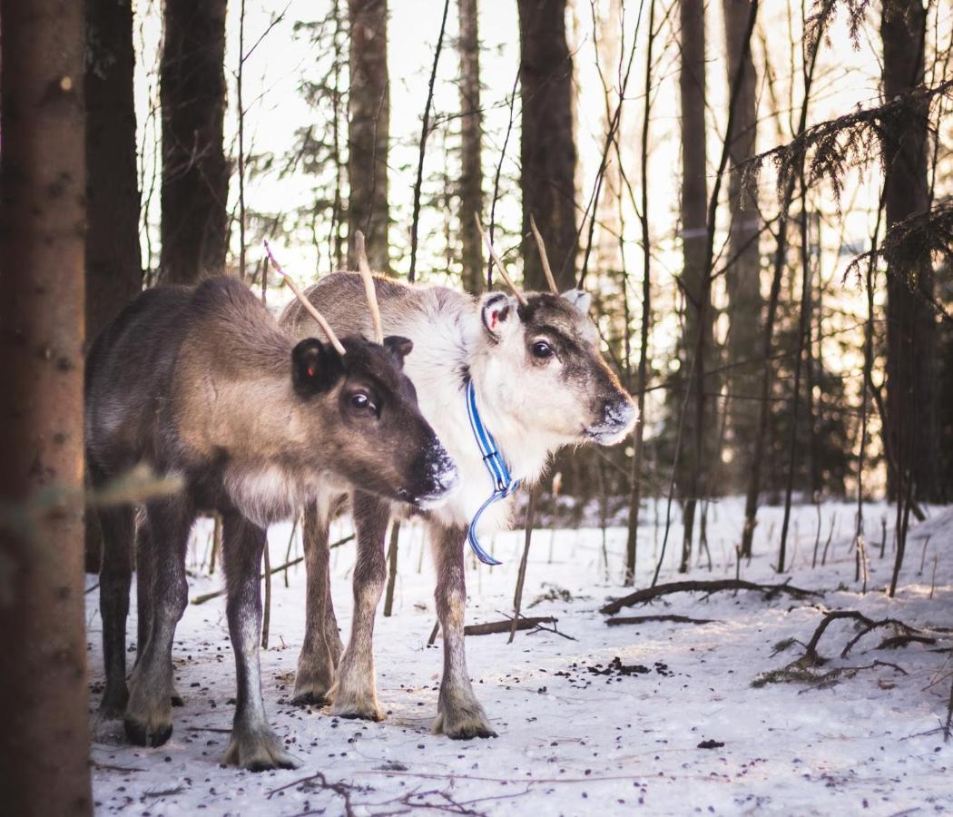 Vila Beautiful Rural Experience With Reindeer Tervola Exteriér fotografie