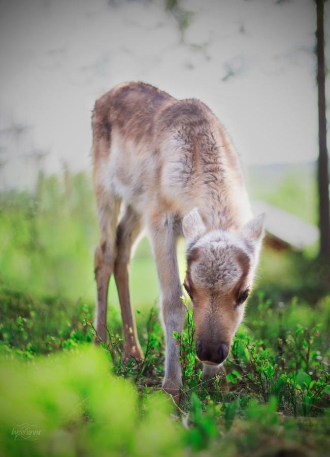 Vila Beautiful Rural Experience With Reindeer Tervola Exteriér fotografie
